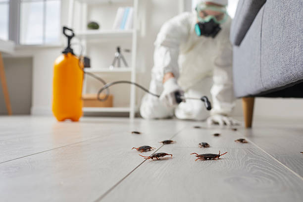 Commercial Kitchen Cockroach Control in Sterling Ranch